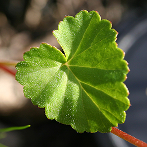 Leaf of Pelargonium setulosum