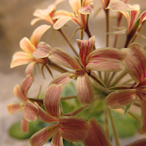 flowers of Pelargonium