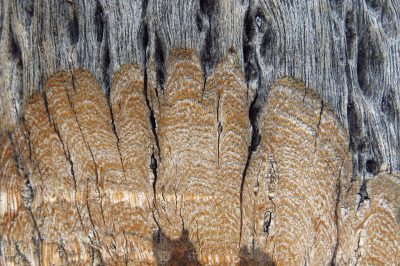 cut stem of a cactus showing secondary growth